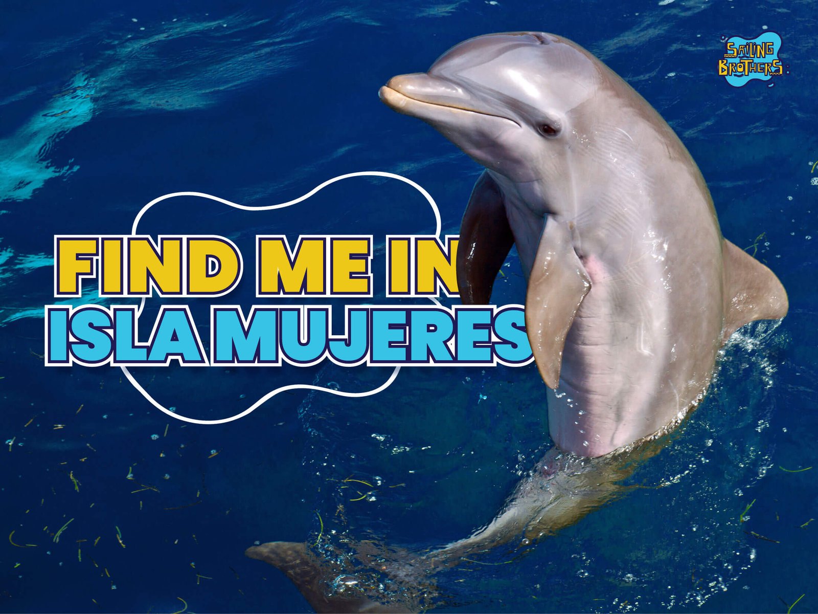 Dolphins in Isla Mujeres