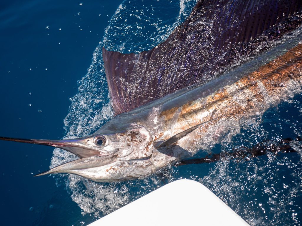 cancun sailfish season