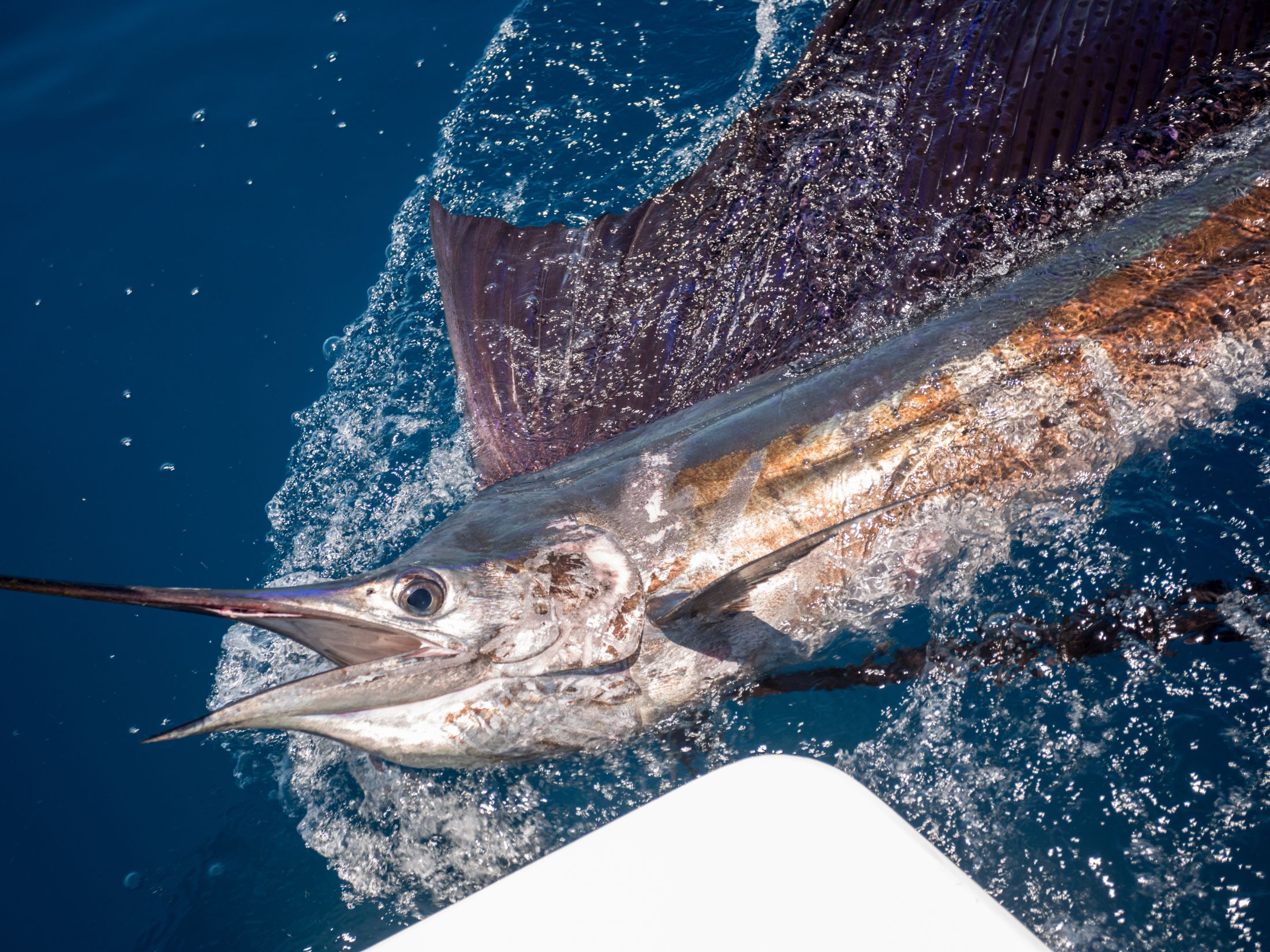 Sailfish in Cancun